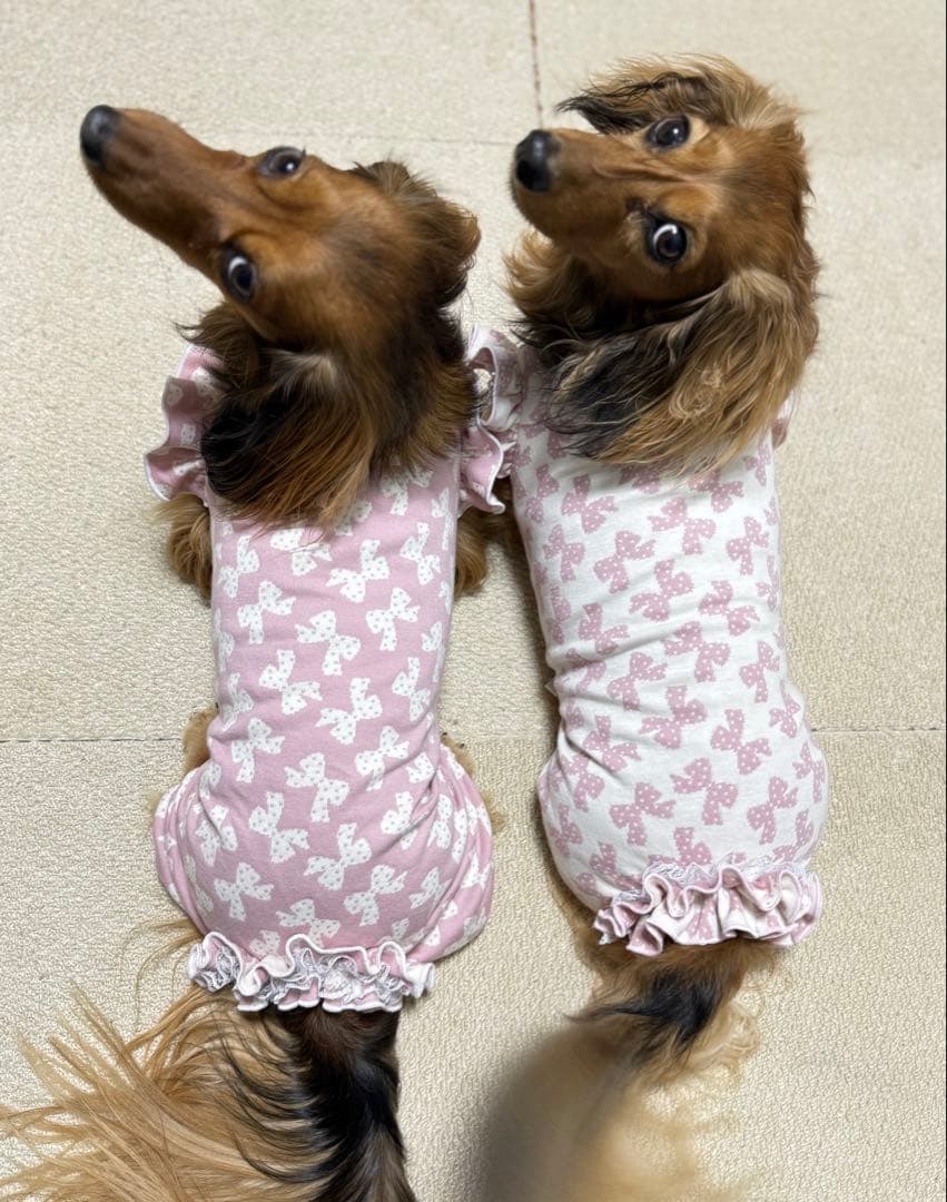 ダックスフンド　オーダーページ　ふりふりロンパース　犬服　春服　ハンドメイド犬服