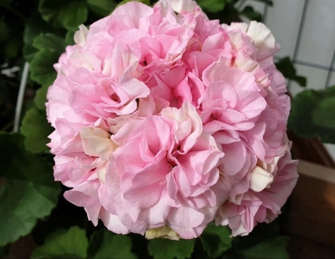 日本初海外品種ゼラニウム　希少品種ゼラニウム