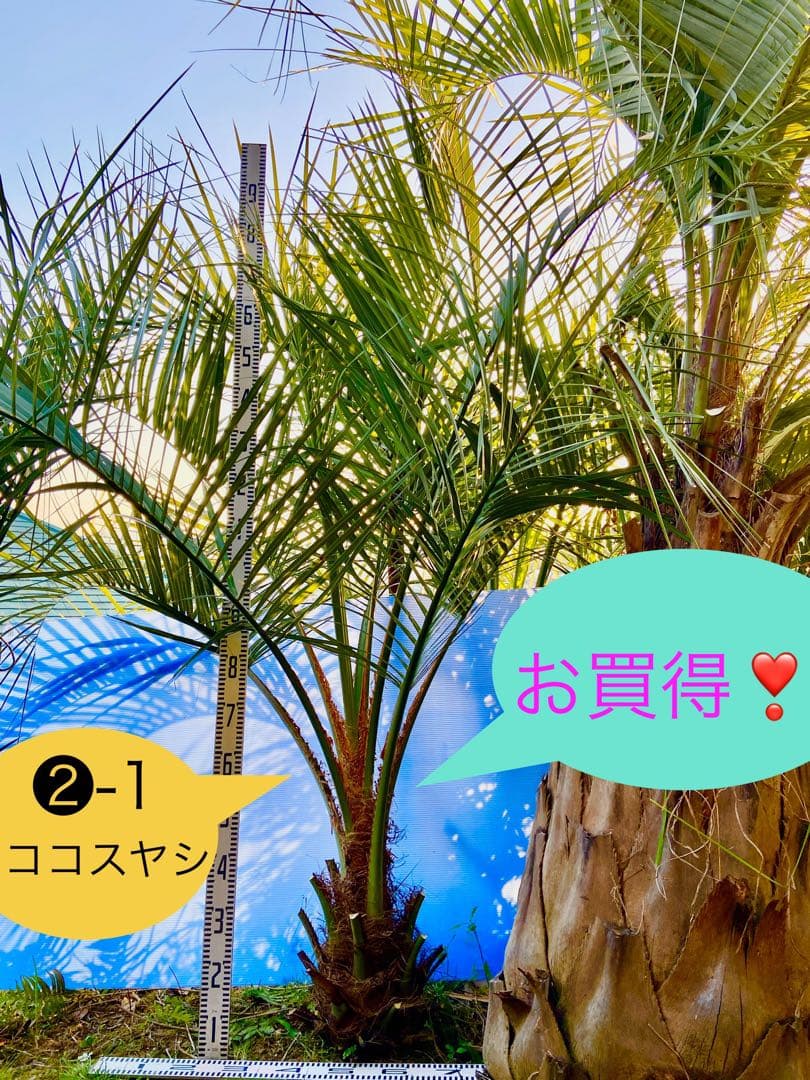 ❷-1 ココスヤシ　超耐寒性