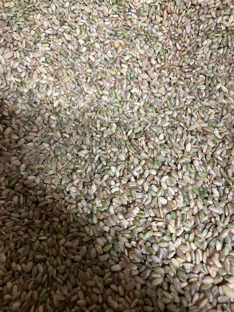 くず米 玄米 30kg