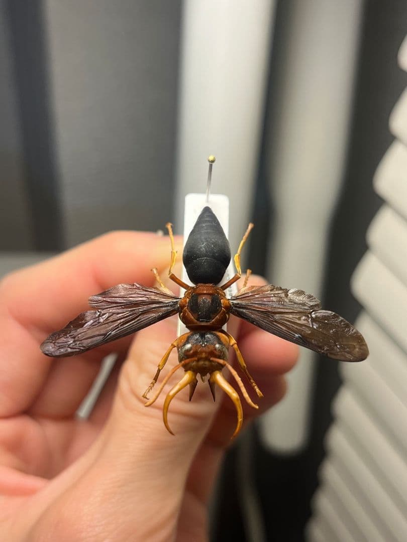 【極美展足】オオキバドロバチ タランチュラホーク バードイータームカデサソリ標本