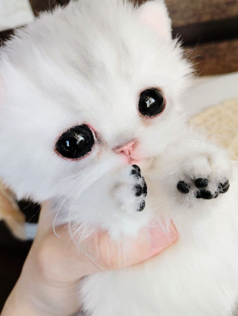 チンチラシルバー♡子猫のララちゃん♡アートドール♡ぬいぐるみ♡