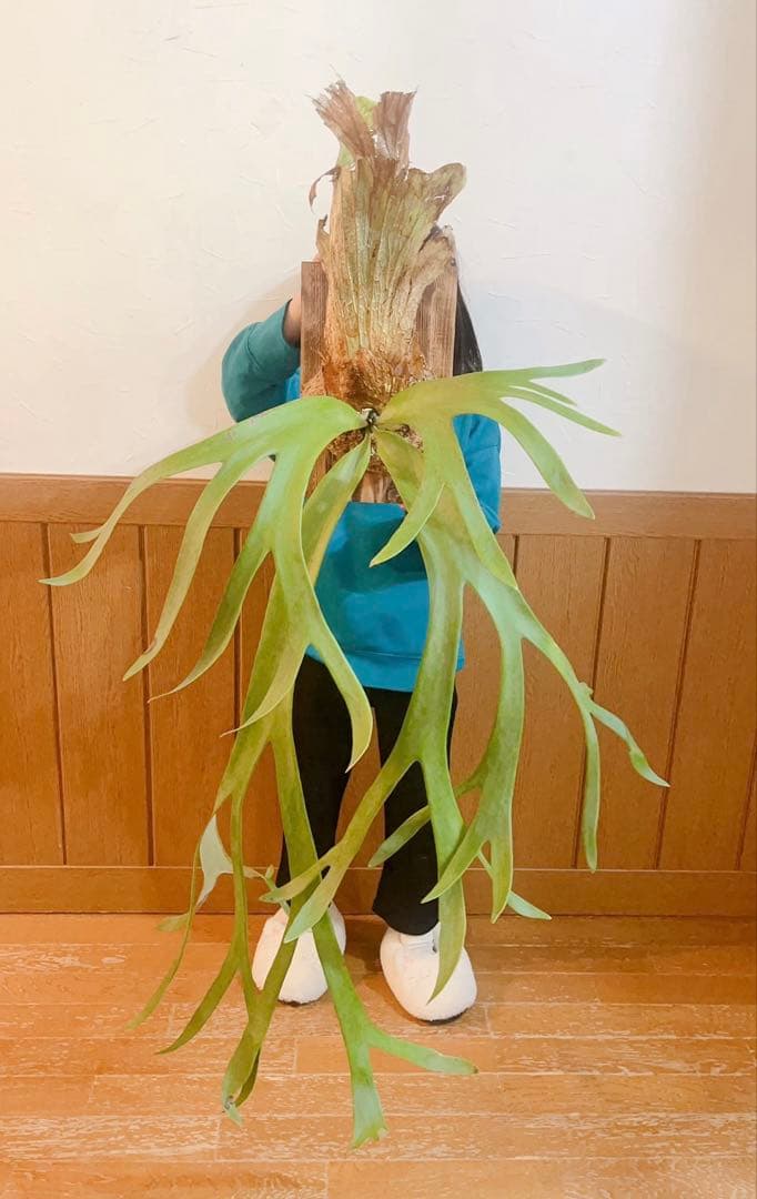 美形ビカクシダ　ウィリンキーwild\