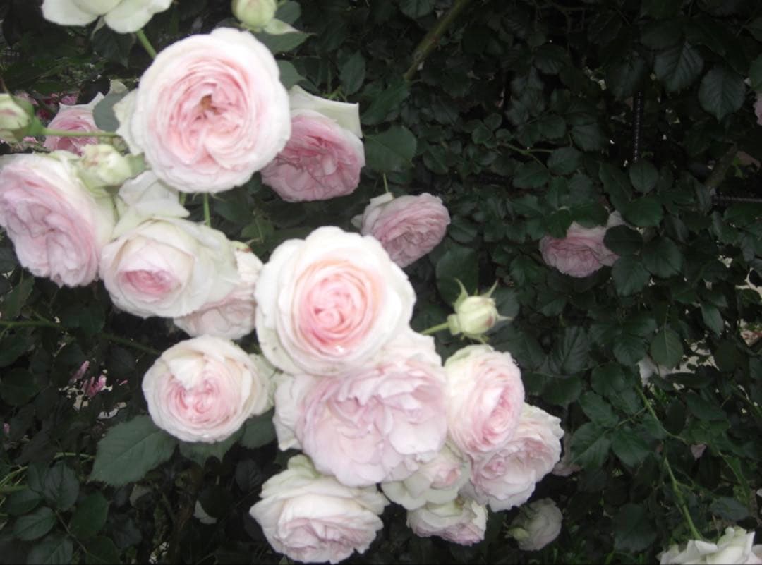 CASIO EXILIM EX-Z1050 デジカメ