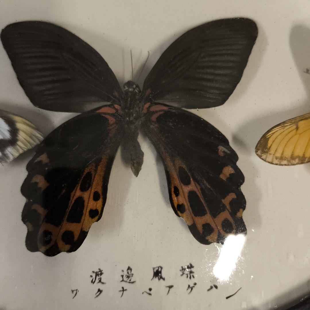 珍品★アトラスオオカバマダラ＜ヨナグニサン＞ 標本 611★他6種類