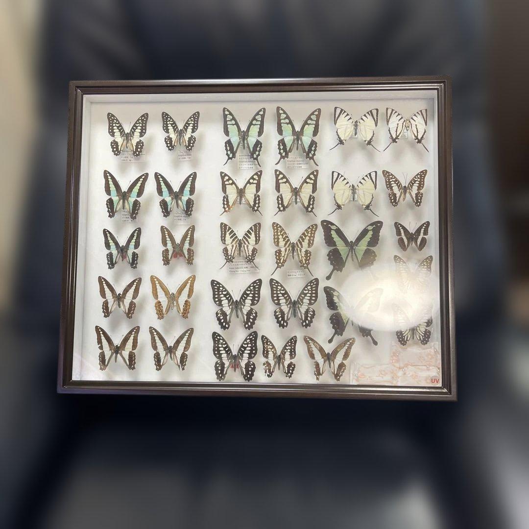 蝶標本、アオスジやミカド類多種