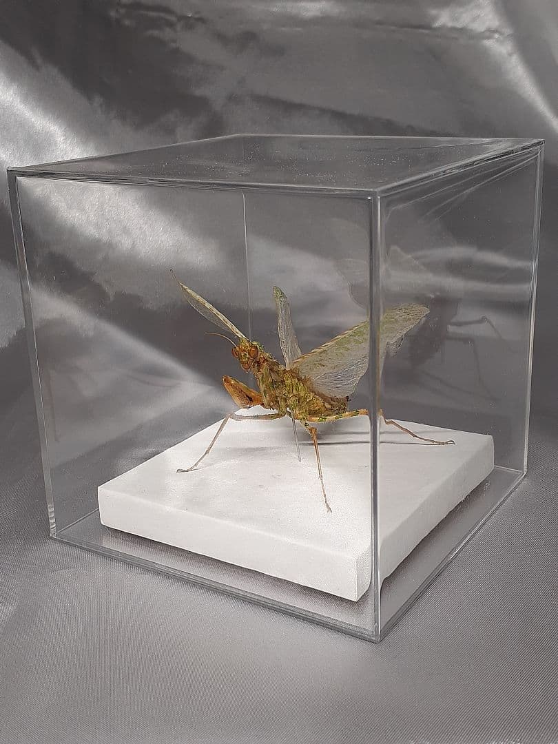 アザミカマキリ雌　立体標本