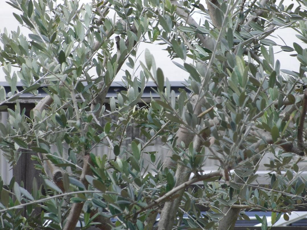 【撮影画像有】CASIO オールドデジカメ EXILIM EX-FC100