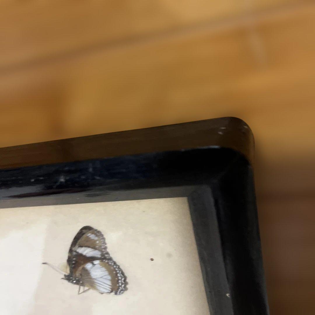 レトロ　モルフォ蝶他標本