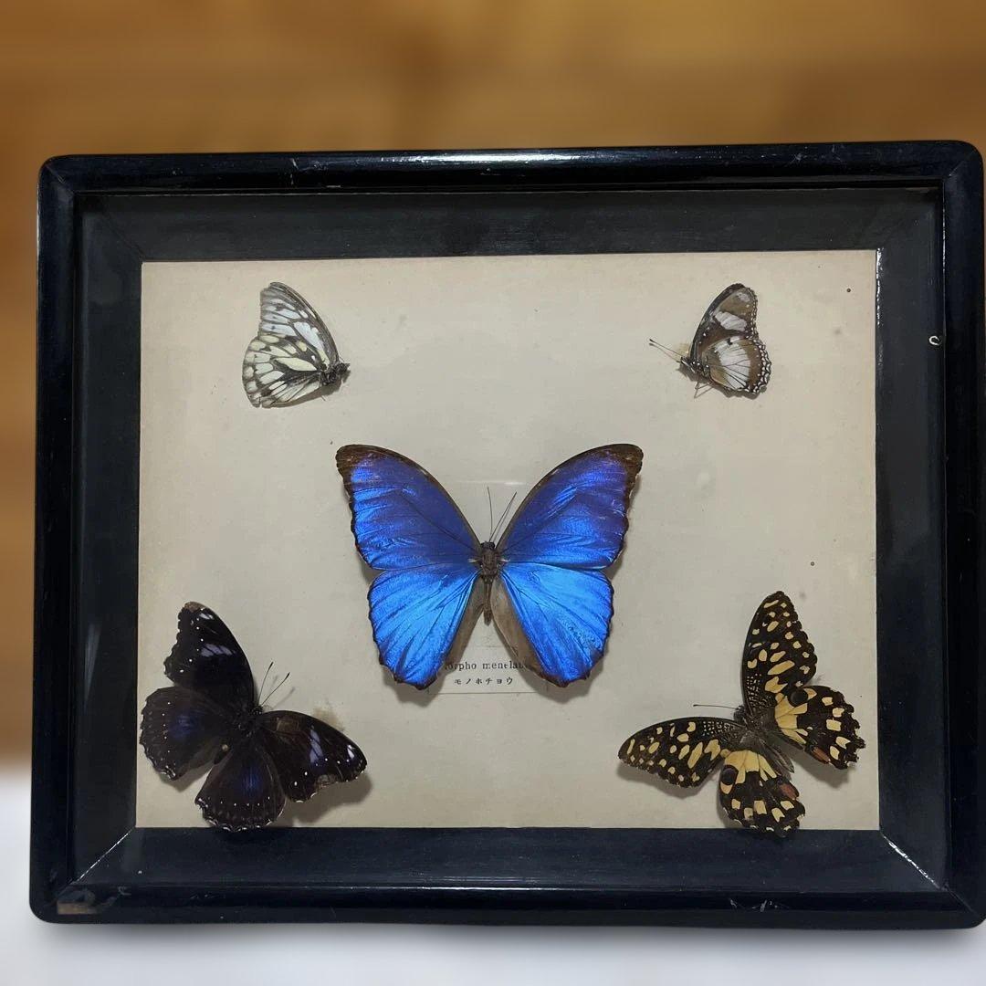 レトロ　モルフォ蝶他標本