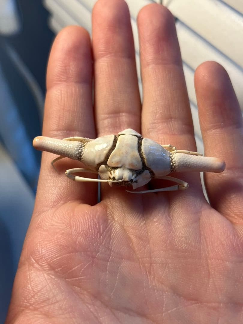 ピエロコブシガニ甲殻類標本昆虫標本エビかにサソリモドキザリガニ