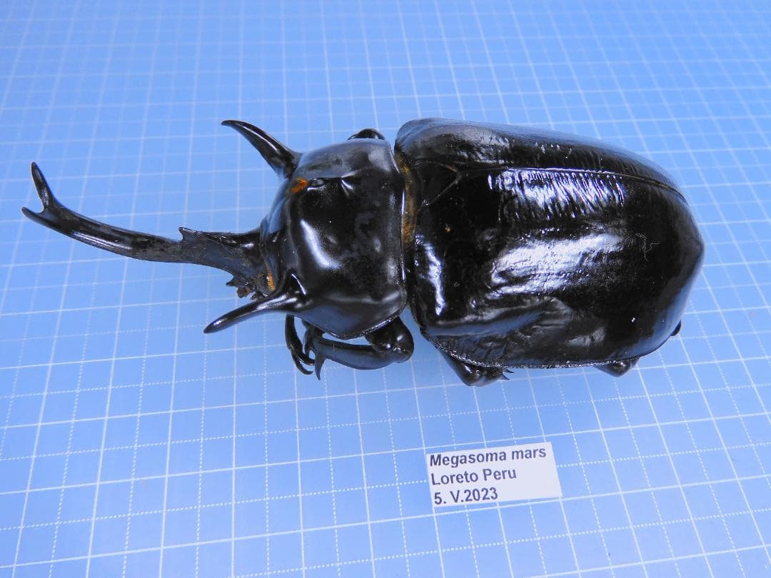 ペルー産　マルスゾウカブト　98mm