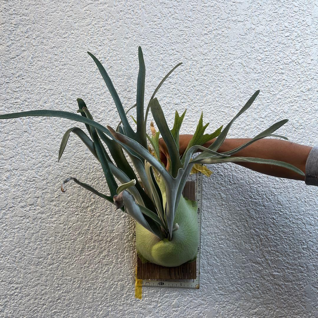 ビカクシダ ビーチーシルバー