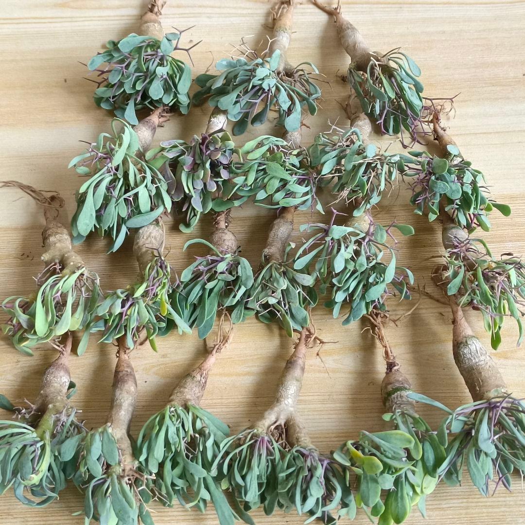 F731 黒鬼城 オトンナ ユーフォルビオイデス コーデックス 実生20株同梱