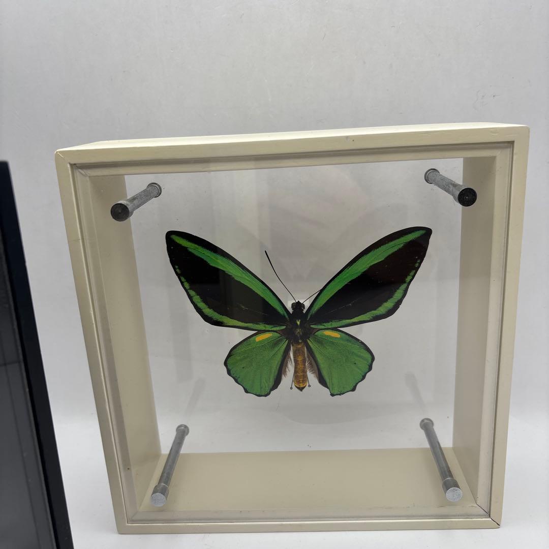 蝶の標本 3点セット