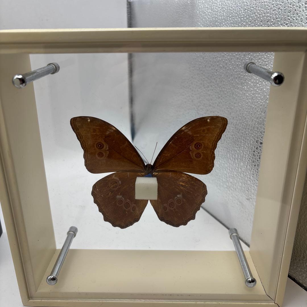 蝶の標本 3点セット