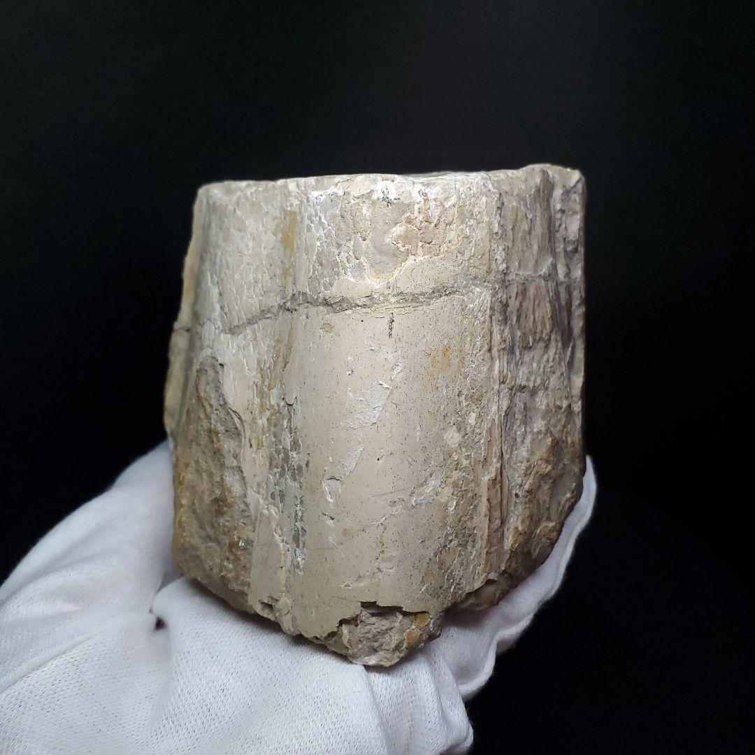 博物館級 トロペオグナトゥス 化石 上顎 恐竜 本物 83.53mm fr73