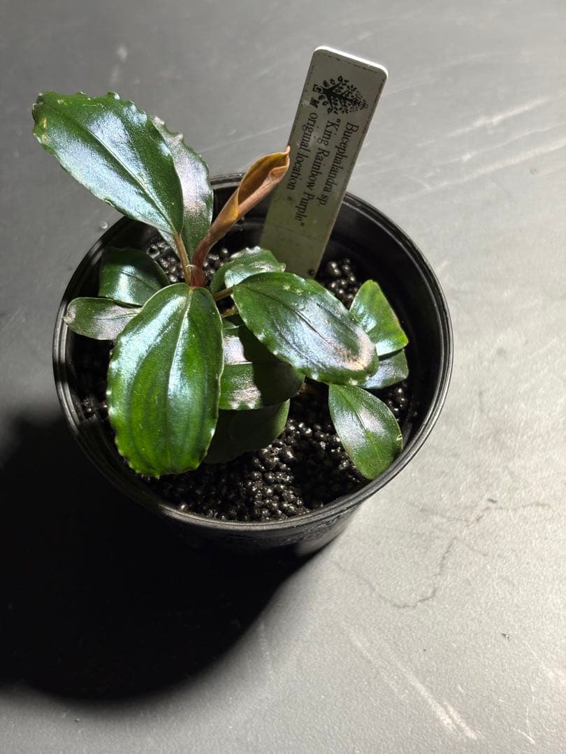水草 Bucephalandra sp.King rainbow purple