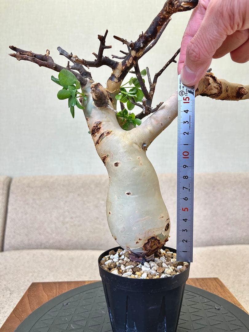 コミフォラ ピュアカタフ ソマリア産 コレクション ぷっくり