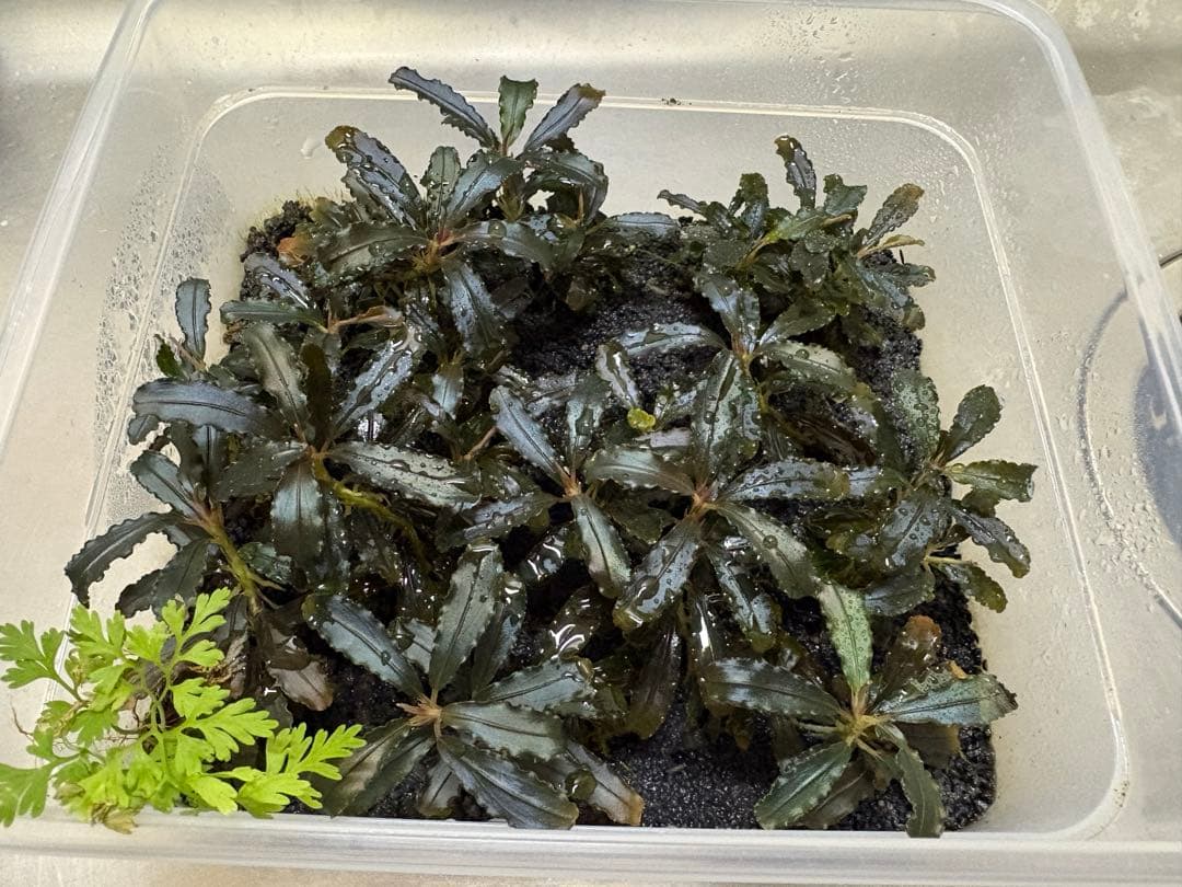 ブセファランドラ クダガン 水上葉 大量