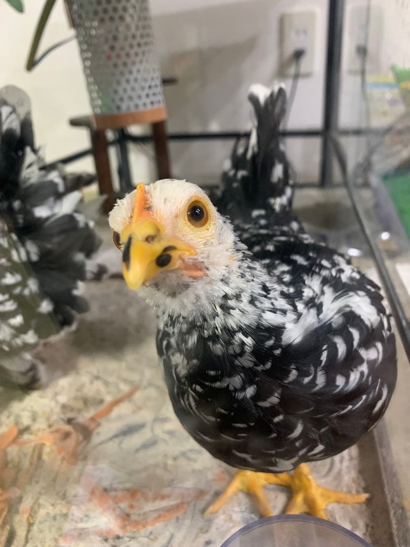 リトルママ　孵卵器