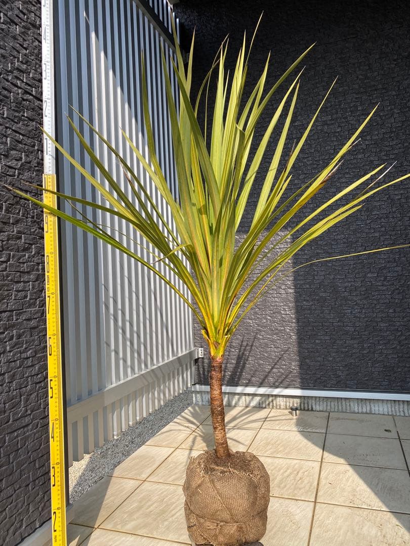 ニオイシュロラン　 コルジリネ・オーストラリス　ドラセナ