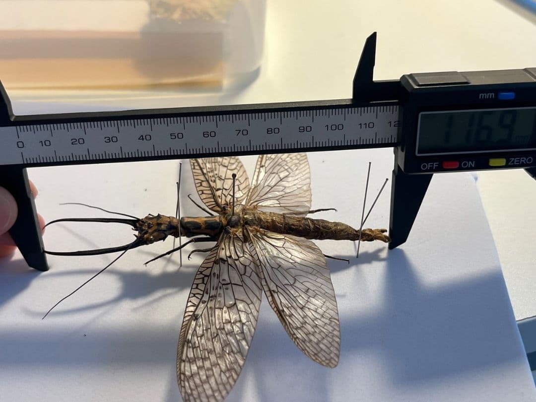 【蜻蛉希少種】キマダラオオキバヘビトンボ オオアゴヘビトンボ 昆虫標本