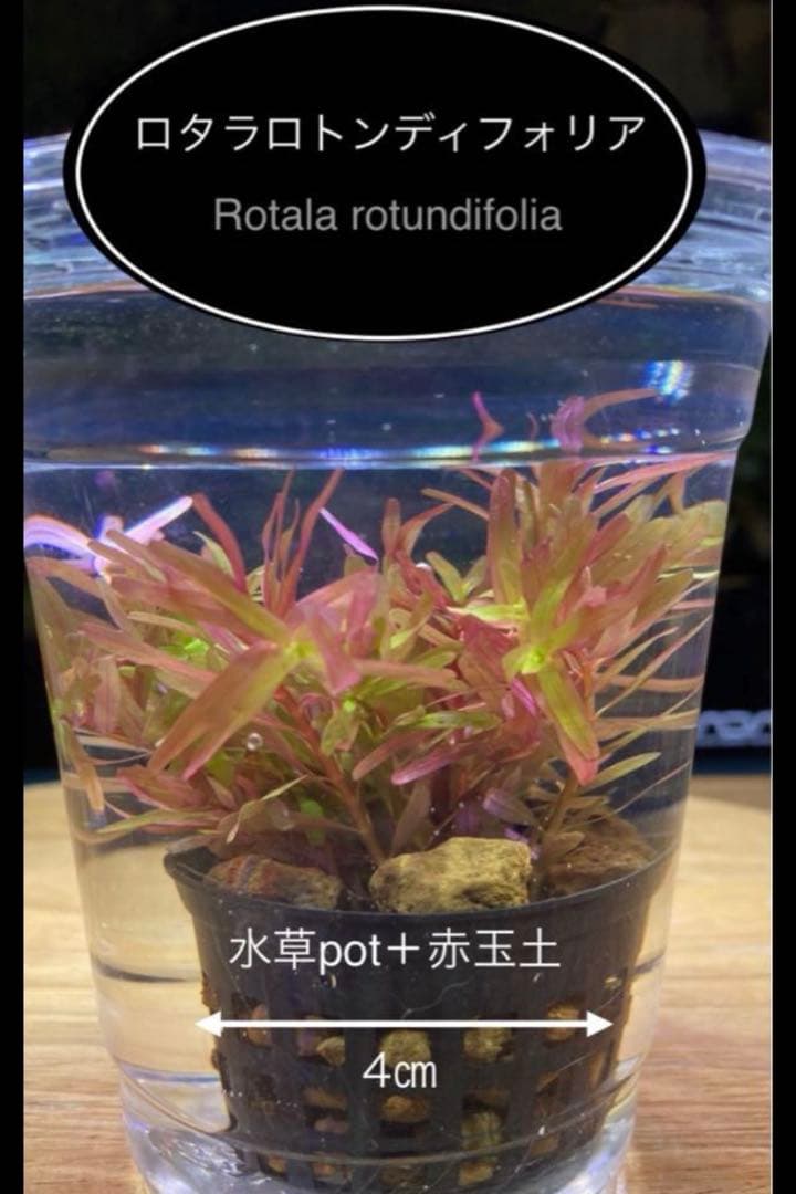 水草茂「はる様オーダー用」