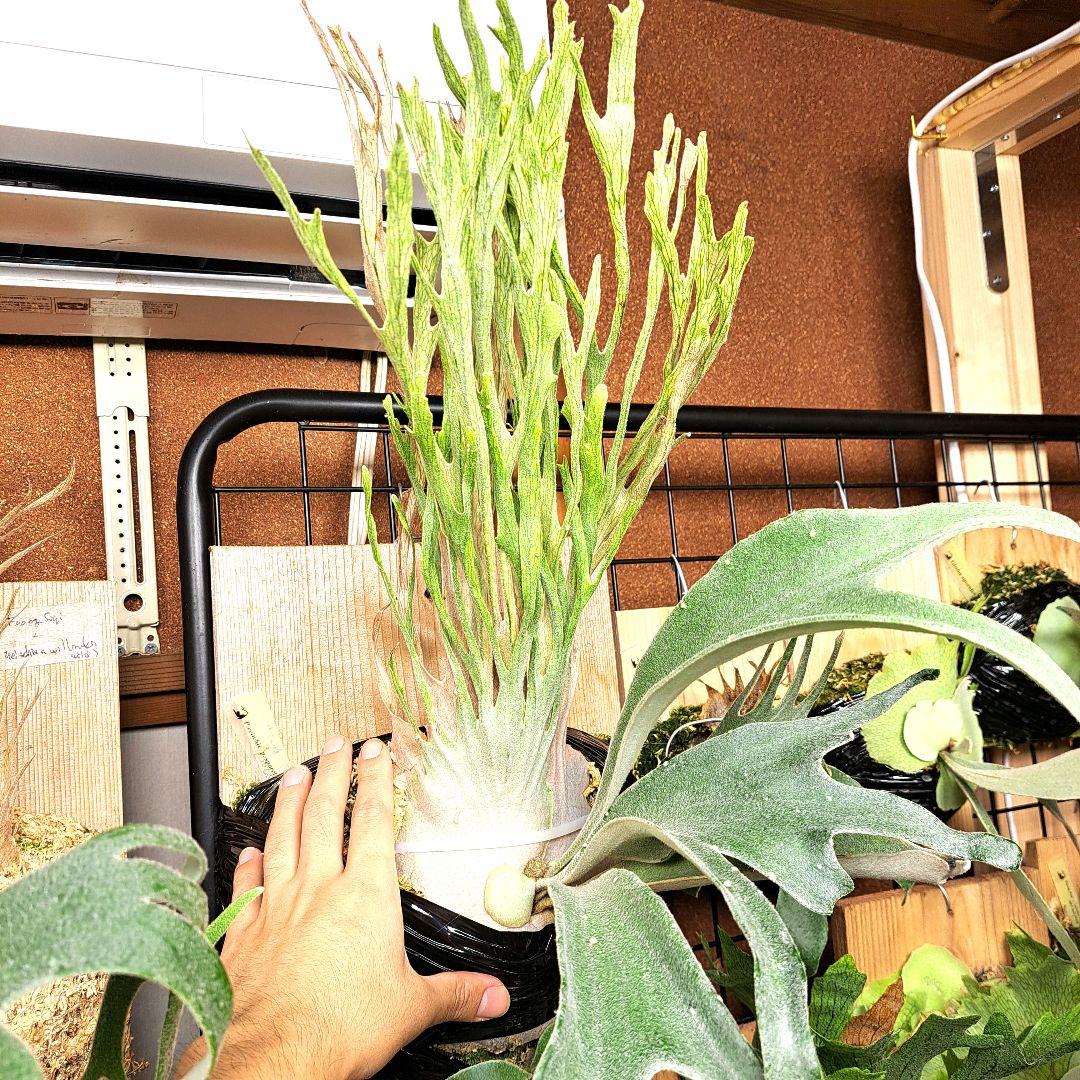 P.veitchii sp. sporeling TIP#11 株分け