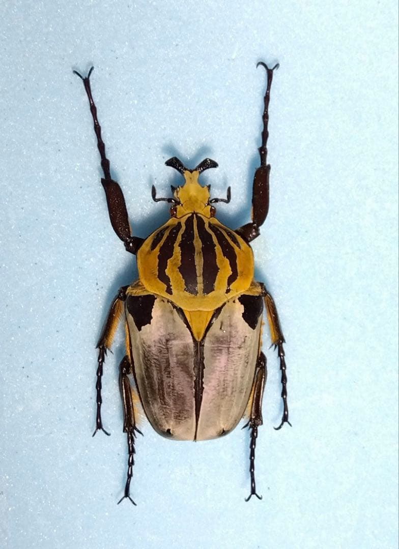 ゴライアスカシクス！標本！