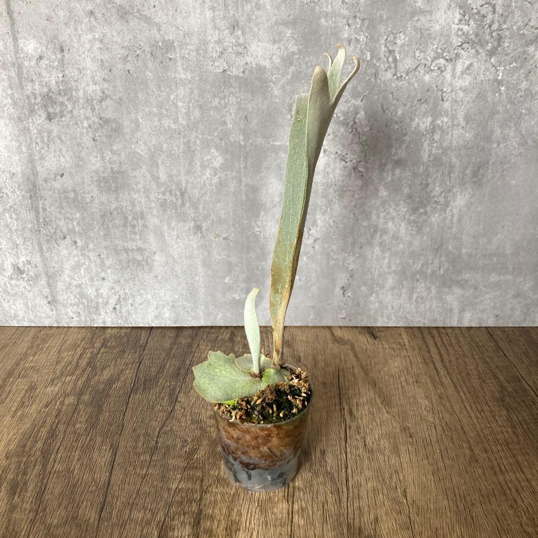 ビカクシダ ペドロ　P.willinckii cv.Pedro OC株