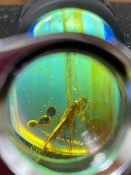 アンバー 琥珀  昆虫 コレクション 天然石 虫入り ゴキブリ 価値上がる 宝石