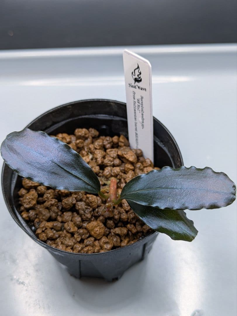 ブセファランドラsp.AW No.1　水上株　タグ付き