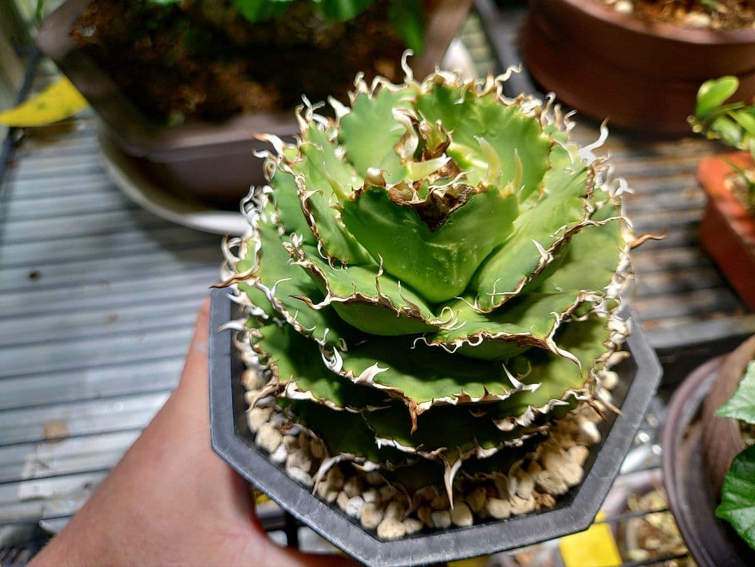 アガベ　フィリグリー　メルカリ便　子株付き