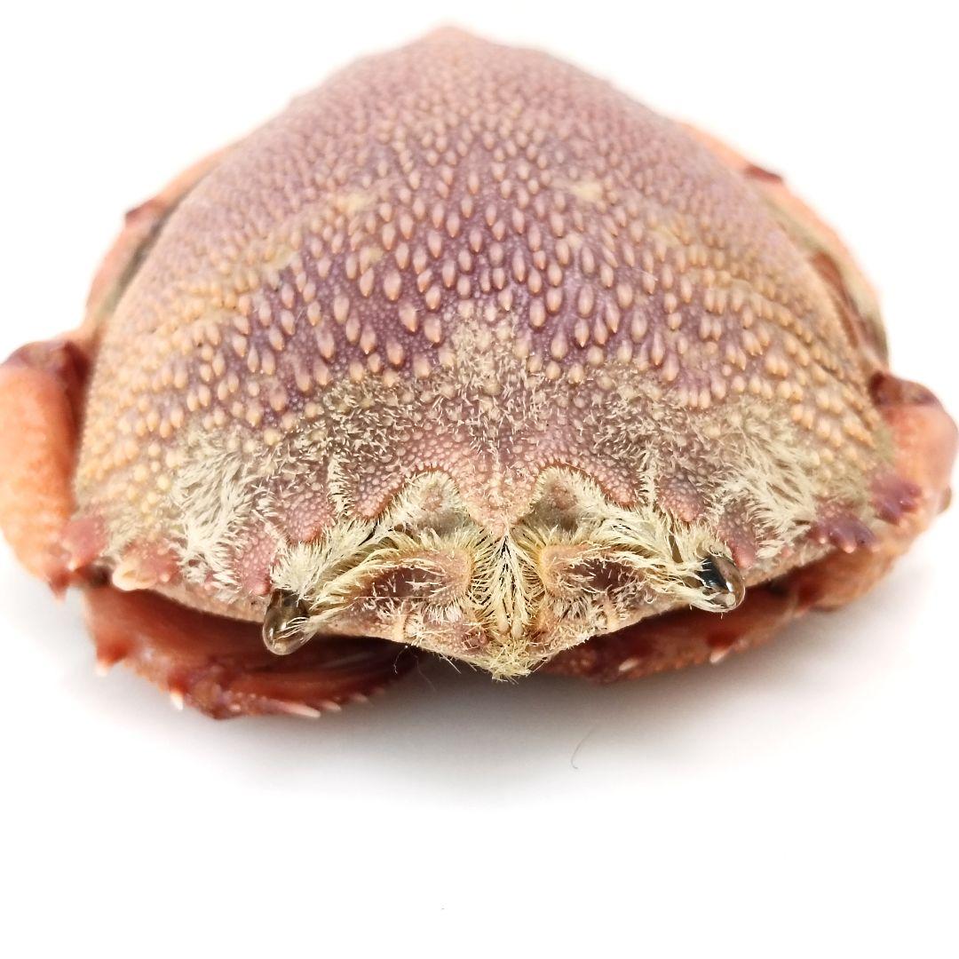 極希少【1点物】アサヒガニ③ 乾燥・色彩保存標本 全長約10cm