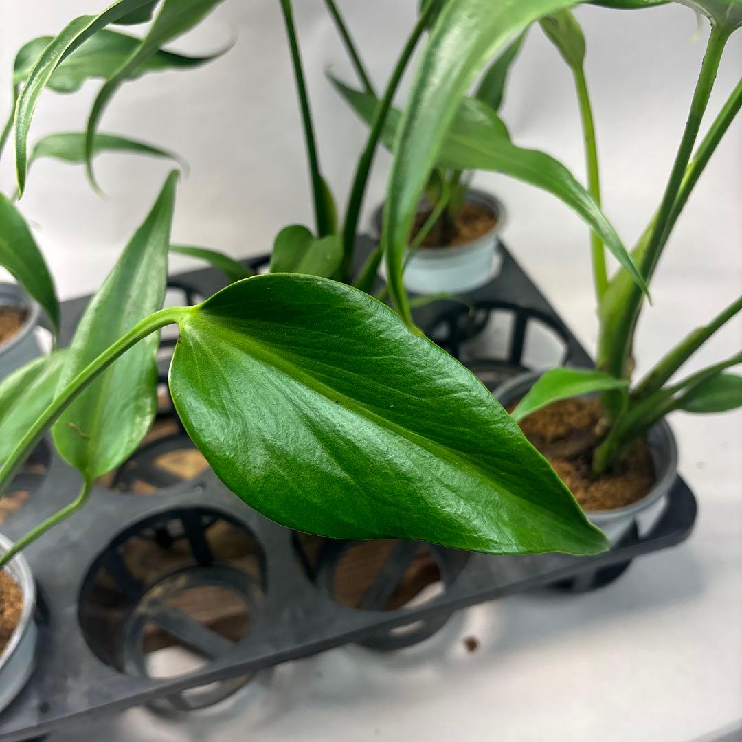 S*T様 5株セットms36モンステラ バールマルクスフレーム