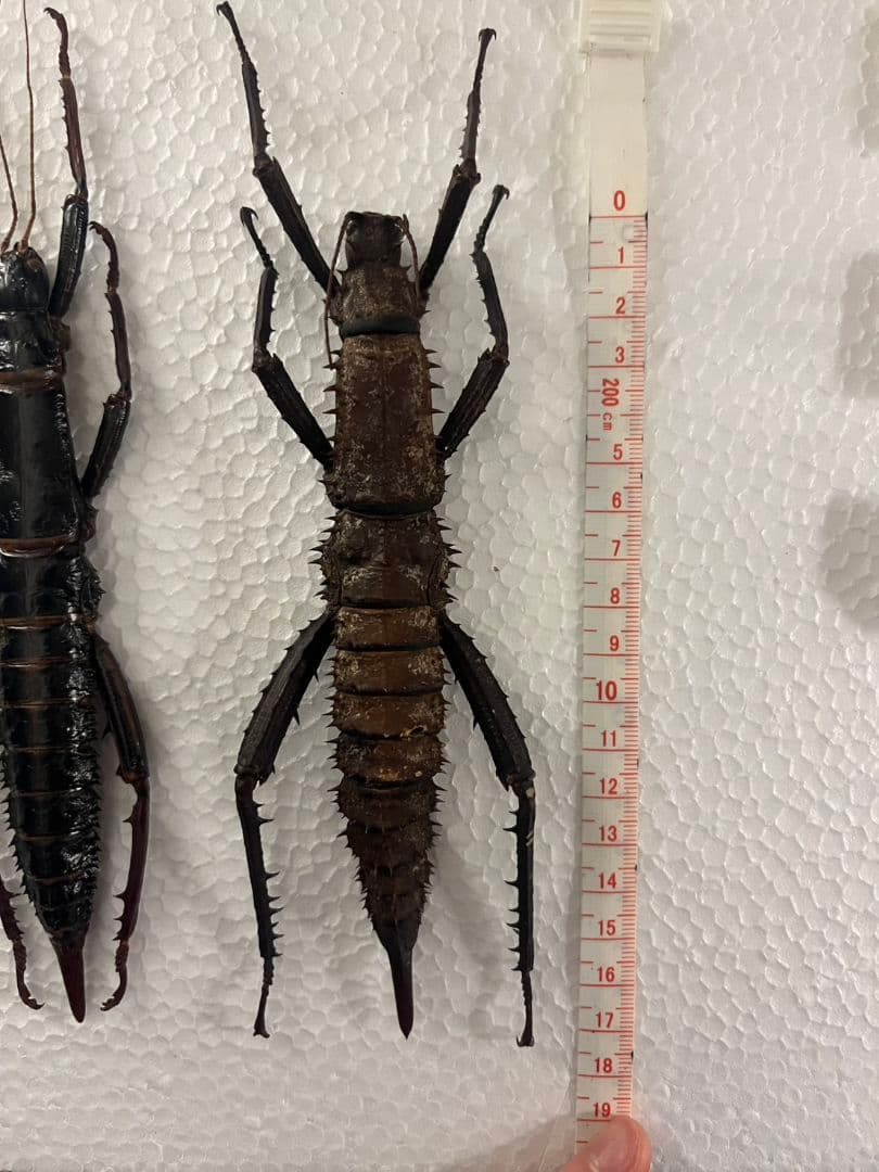 【特大♀】トゲアシフトナナフシオバケフトナナフシコノハムシカマキリバッタ直翅類