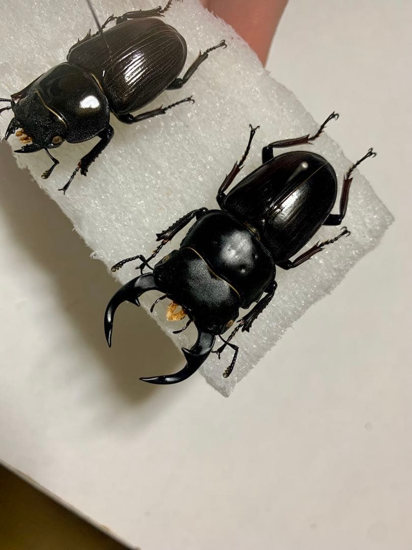 オオクワガタ　幼虫採集品