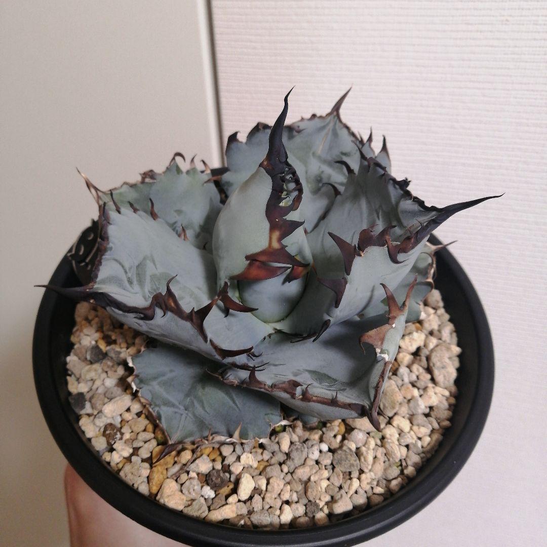 【コッペパンさん専用】アガベチタノタ　ビースト