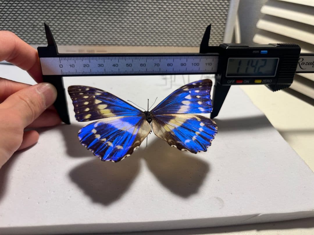 キプリスモルフォ レテノールモルフォ蝶 蛾ピカソモスモルフォチョウMorpho