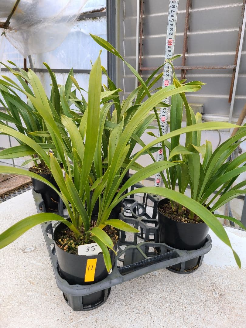 ミスマフェット。花芽合計11個。5鉢セット。蜜蜂誘引蘭。日本蜜蜂