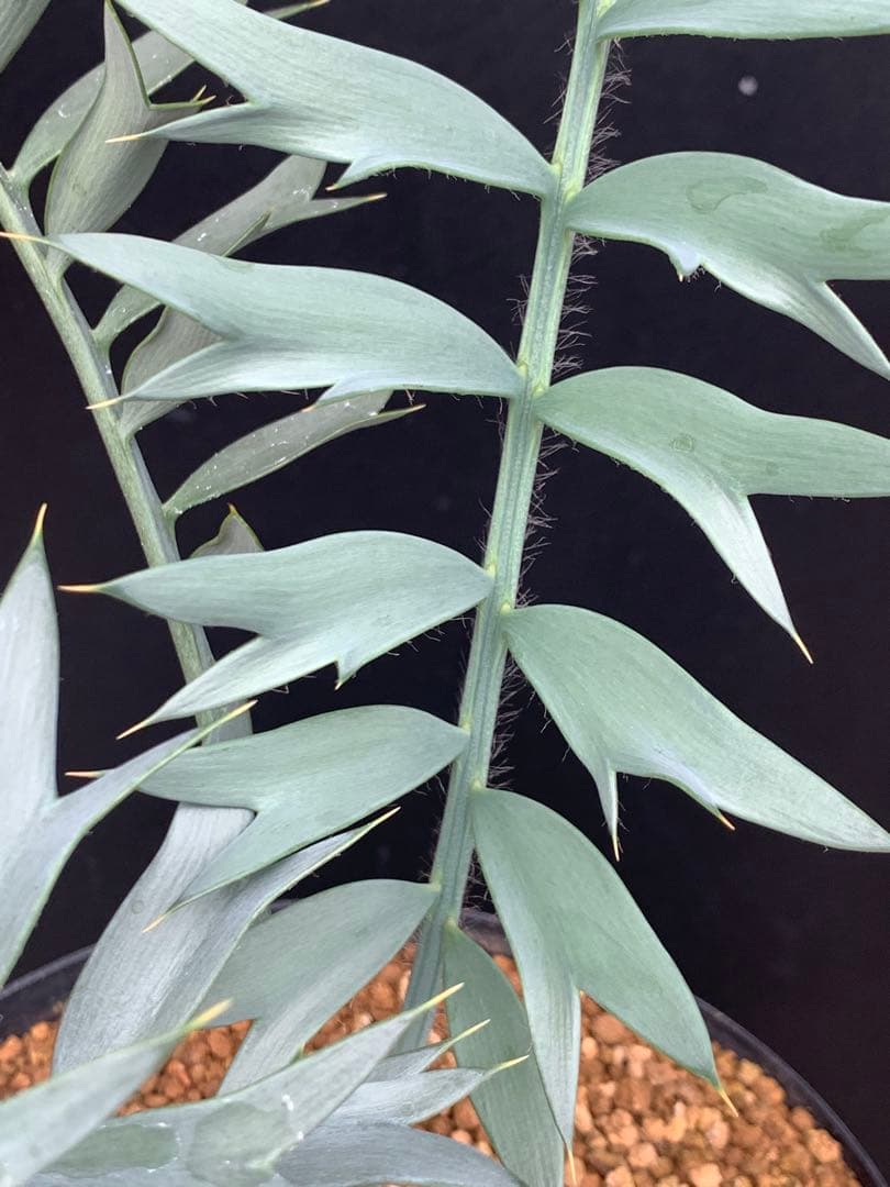 【発色良好】エンセファラルトス・ホリダス｜シャープ葉・優良個体No3-24