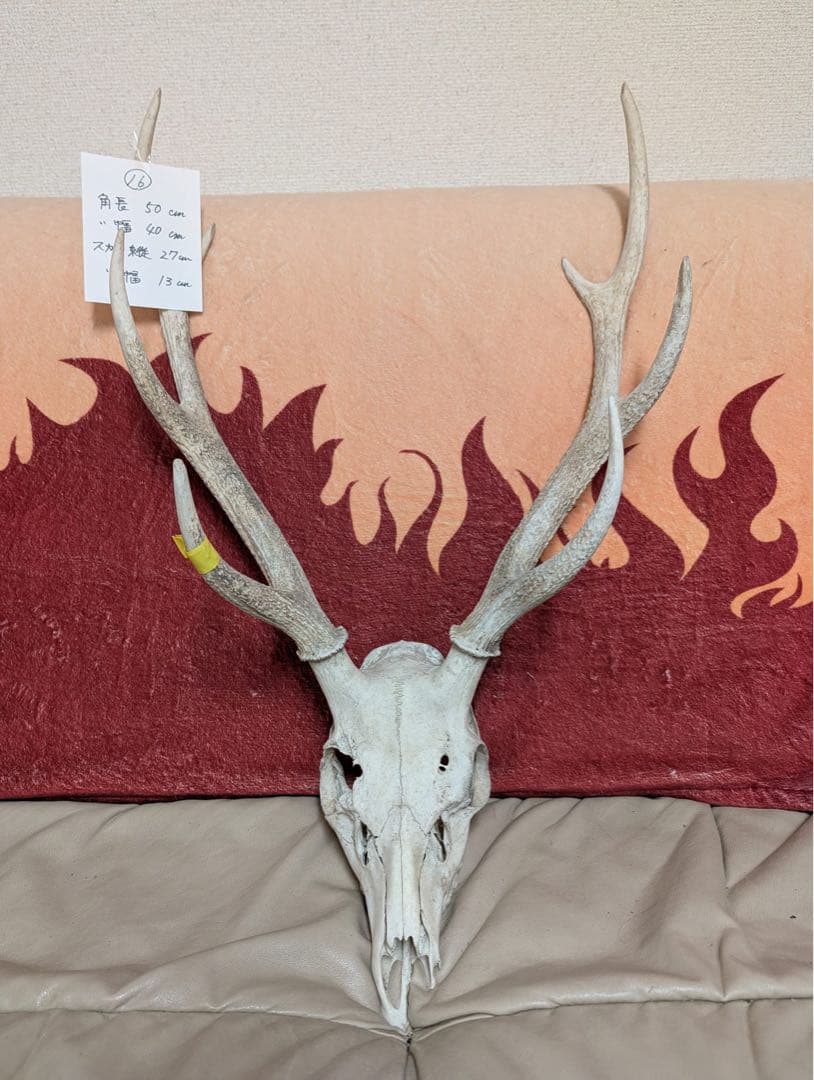 【19個限定】下栗の里　日本鹿　スカル　No.16