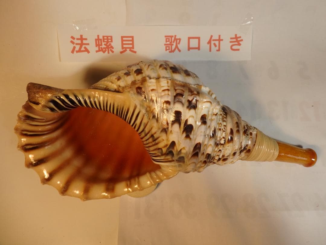 法螺貝 約39㎝ 木製歌口,新品 MH-474