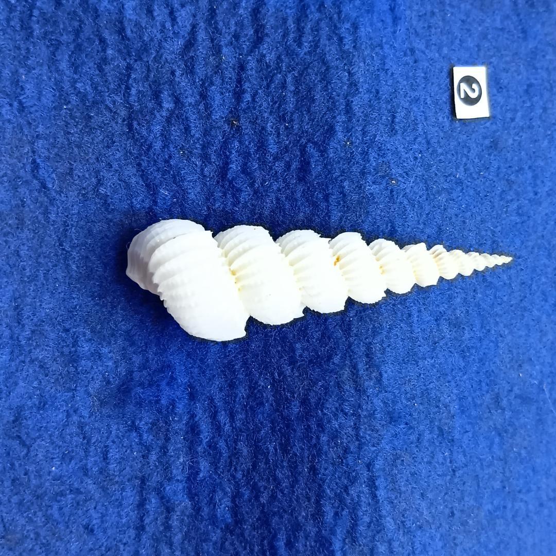 ②-1貝標本ヤエバイトカケ（蓋付）