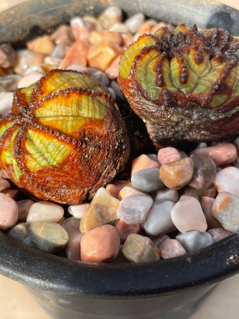 た*く様 オベサ綴化つき 極オールド ダブルヘッド