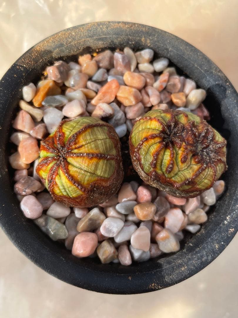 た*く様 オベサ綴化つき 極オールド ダブルヘッド