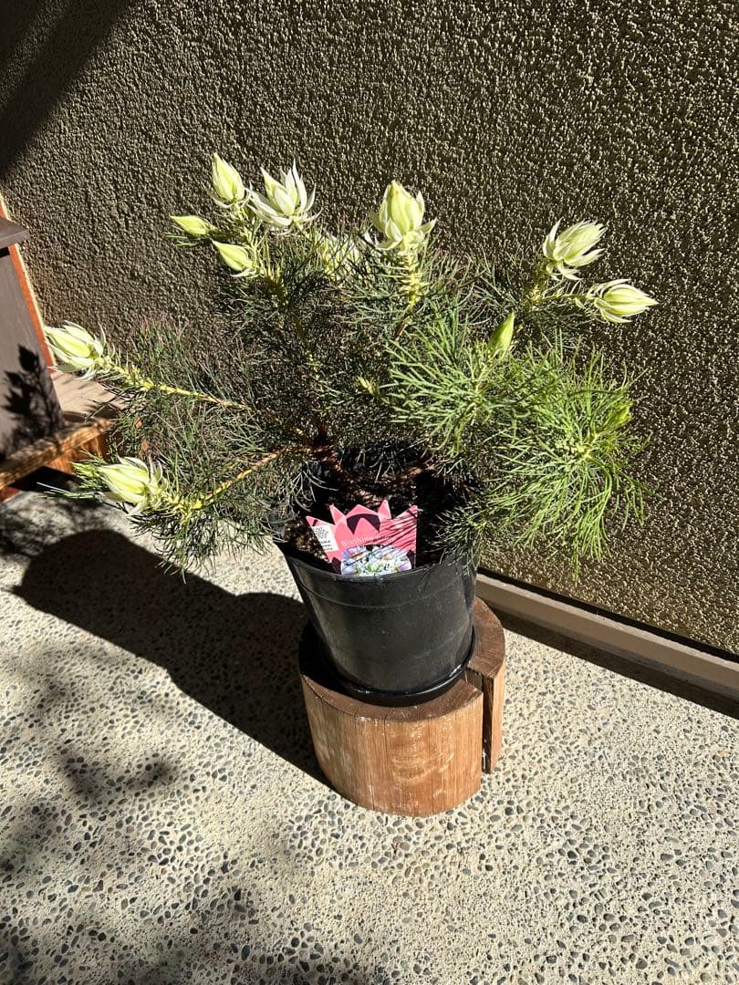 セルリアブラッシングブライド7号