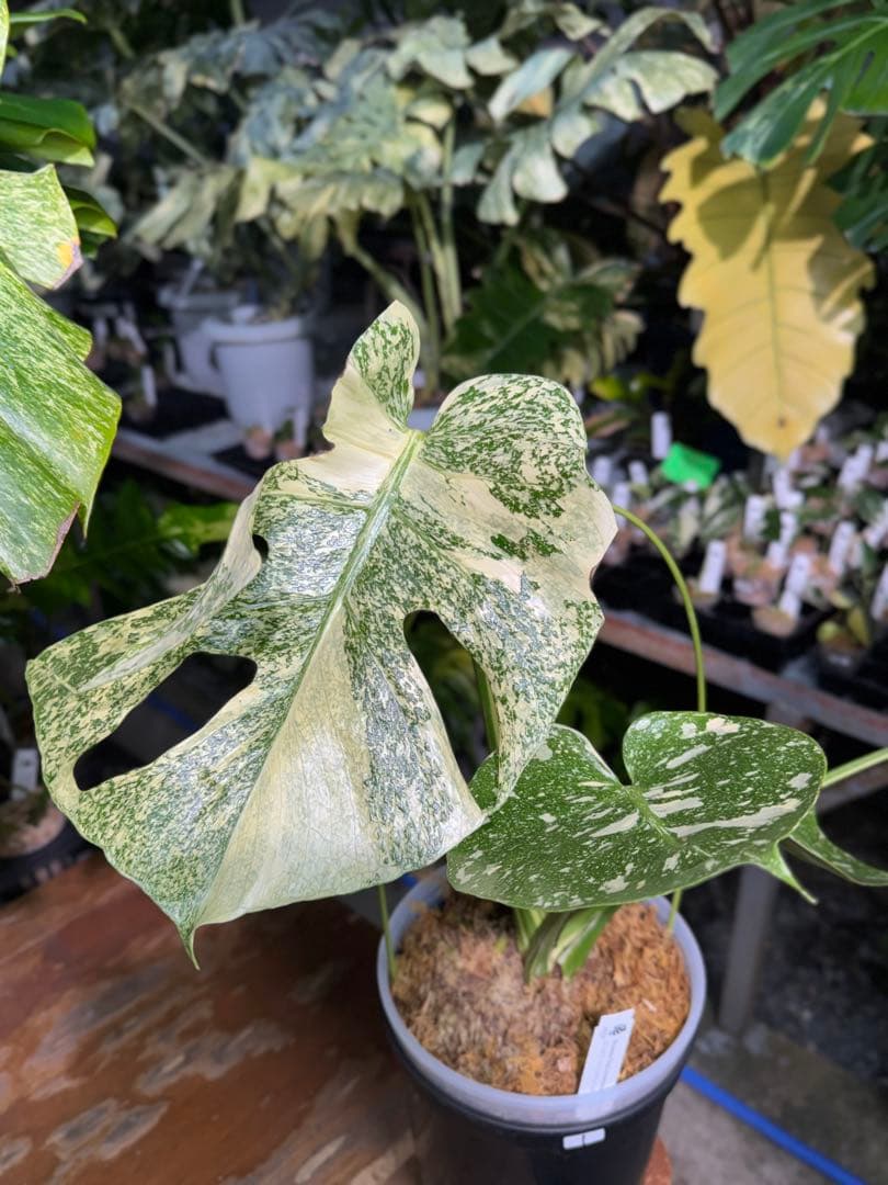 ル*ル様 1モンステラ　タイコンステレーション　スターライト