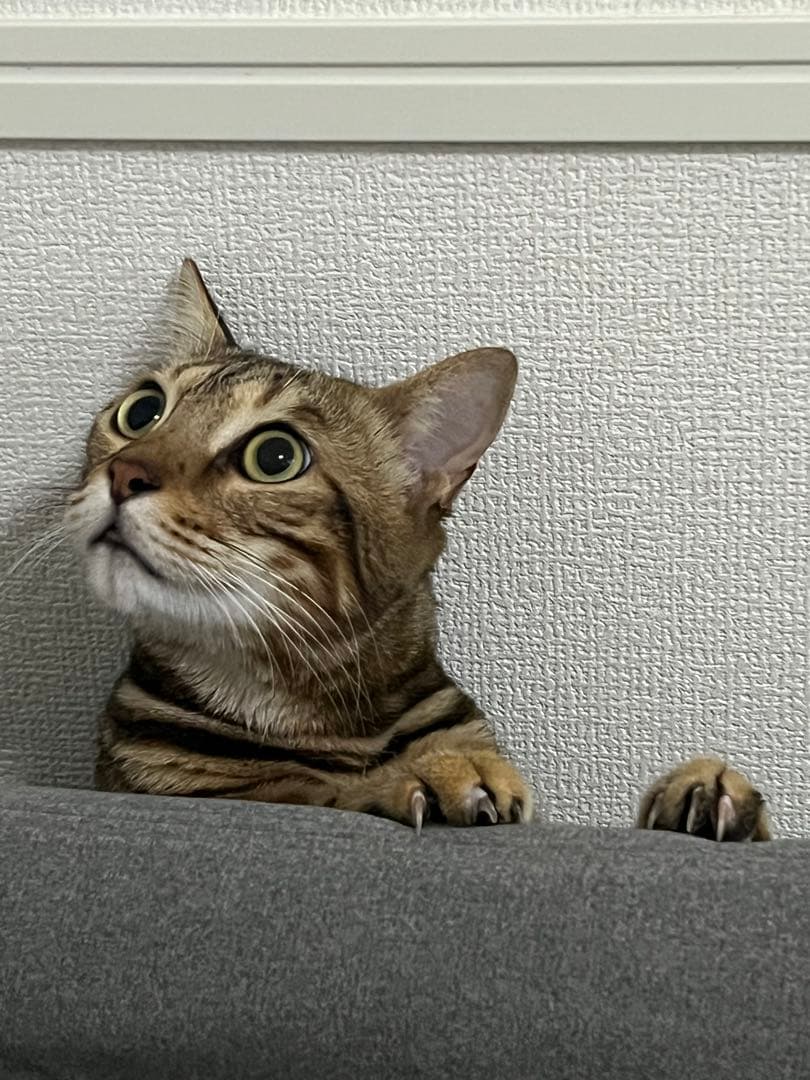 ワンピース mi_pon